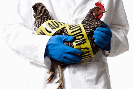 Птичий грипп в Нижней Силезии: 160 тысяч кур и уток уничтожено