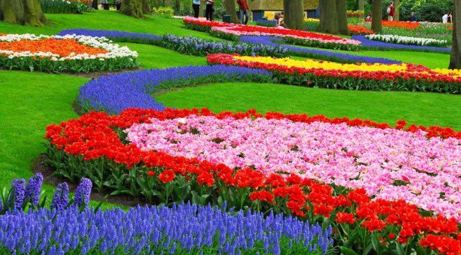 До кінця 2018 року у Вроцлаві буде посаджено 250 тисяч нових квітів