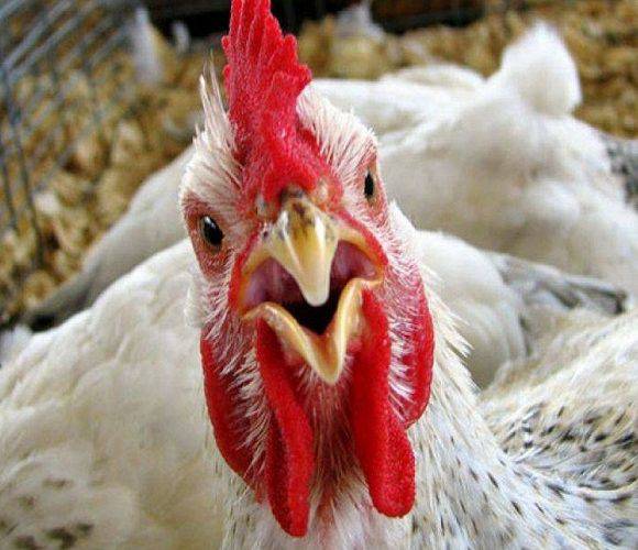 У Нижній Сілезії виявили спалах пташиного грипу