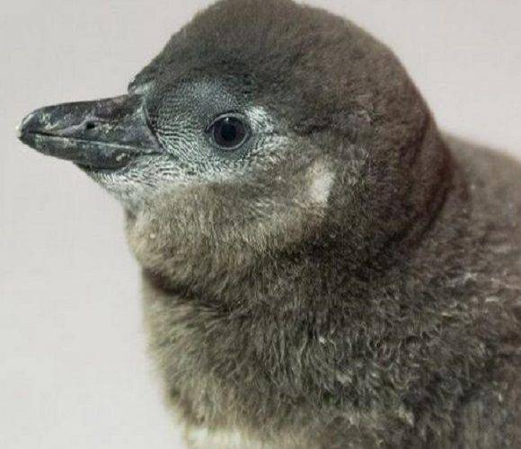 У Вроцлавському зоопарку народився рідкісний африканський пінгвін [+ФОТО]