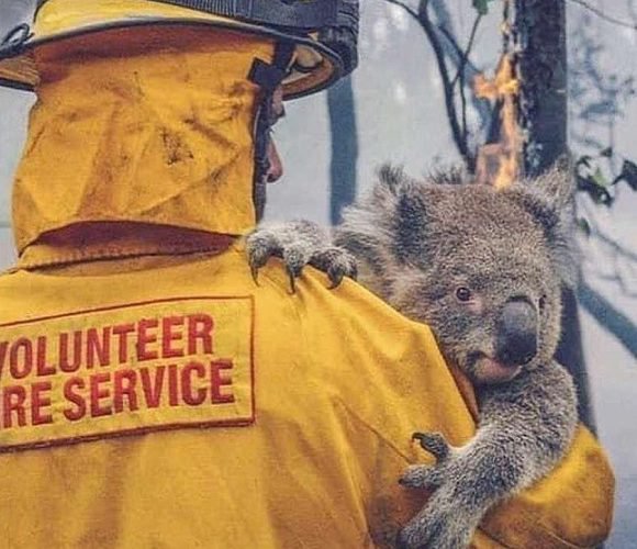 Вроцлавський зоопарк допоможе тваринам з Австралії, котрі потерпають від пожеж