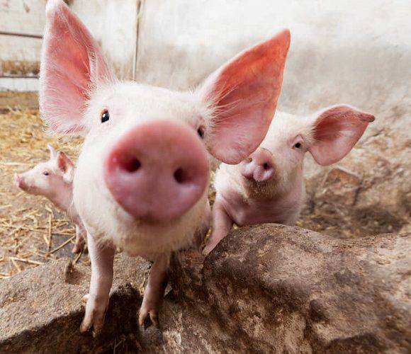 У Нижній Сілезії свині з’їли свого господаря