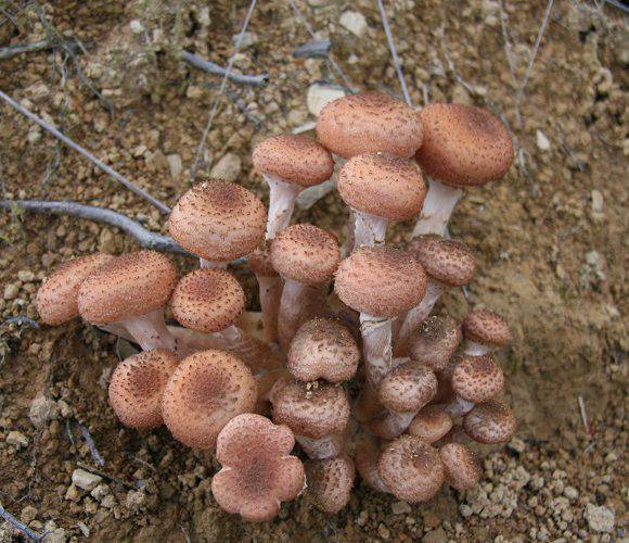 У польських лісах в січні з’явилися гриби