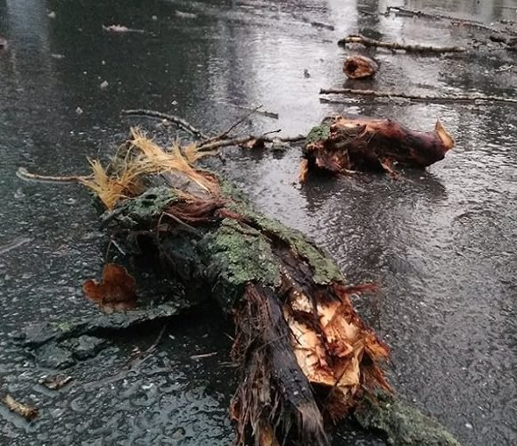 В Польщі позривало дахи і поламало дерева: країну накрив потужний шторм [+ВІДЕО]