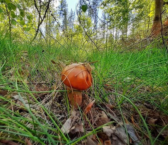В Польщі вже з’явилися перші гриби: де їх можна знайти у Нижній Сілезії?