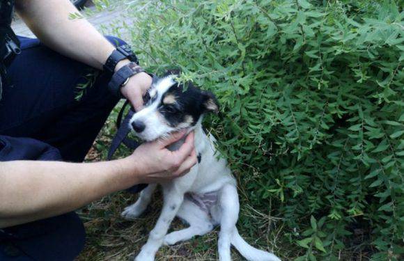 У Польщі в українця розбили скло та забрали собаку