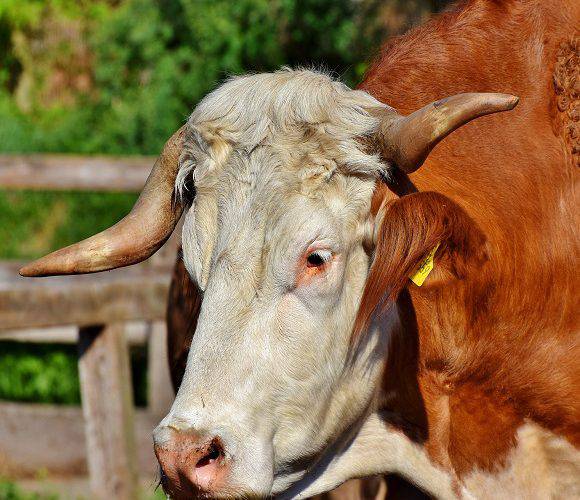 В Польщі бик вбив свого господаря: наколов його на ріг і проніс кільканадцять метрів