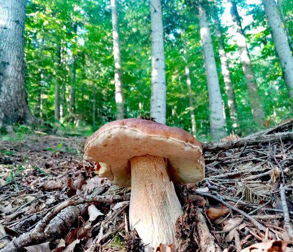 Як збирати гриби у Польщі, аби не отримати штраф?