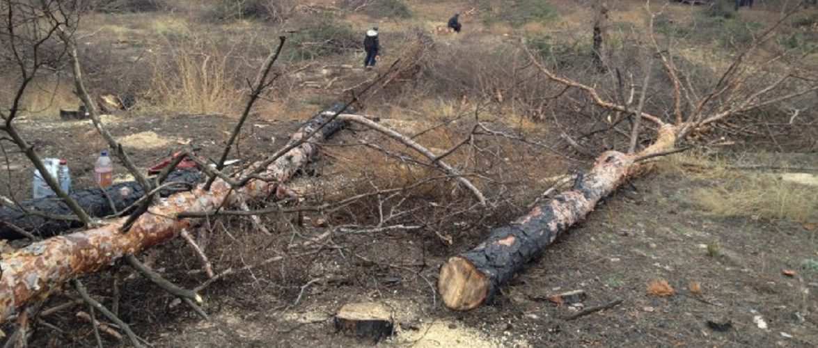 У лісі в Польщі загинув чоловік, бо на нього впало дерево