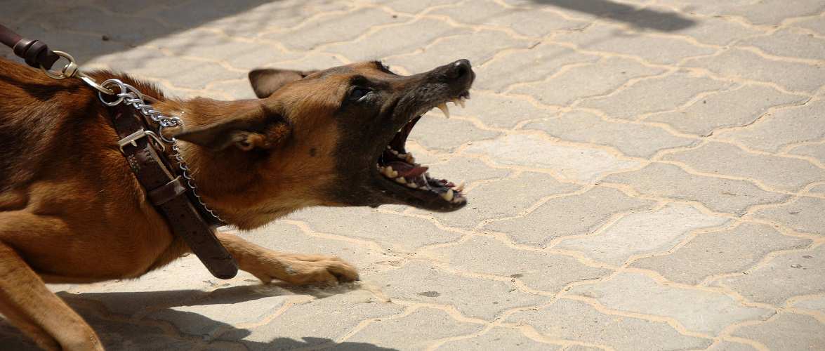 В Польщі собаки покусали жінку з дітьми: господар сяде на 3 роки
