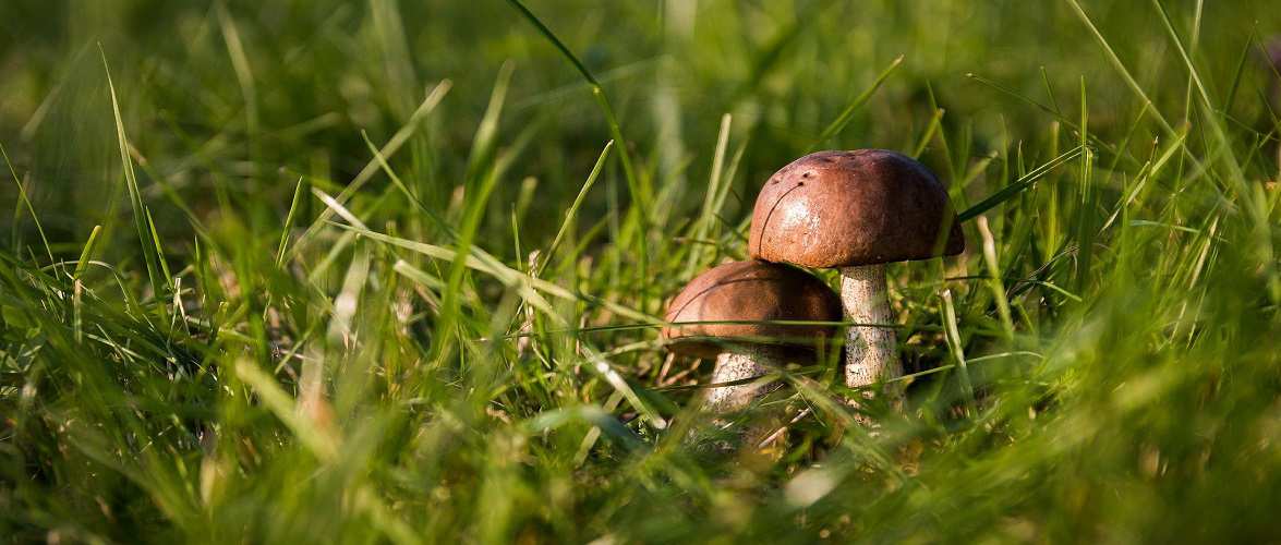 В Познані померли дві жінки, бо отруїлися грибами