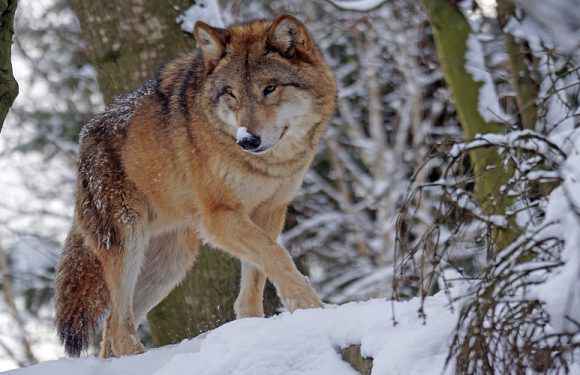 Біля дитячого садка в Польщі бігав вовк зі здобиччю в зубах