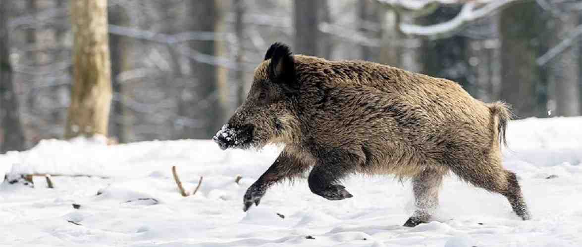 В Польщі мисливець випадково підстрелив друга, помиливши його з кабаном