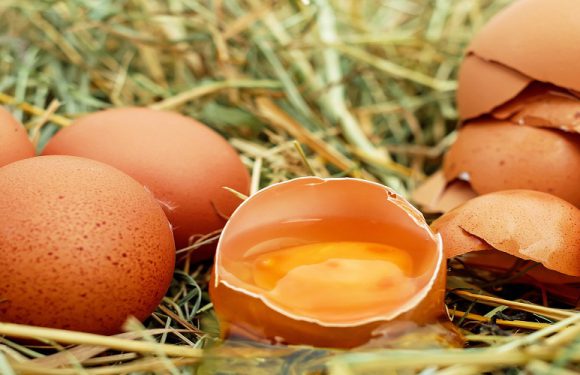В Польщі виявили яйця, заражені сальмонелою