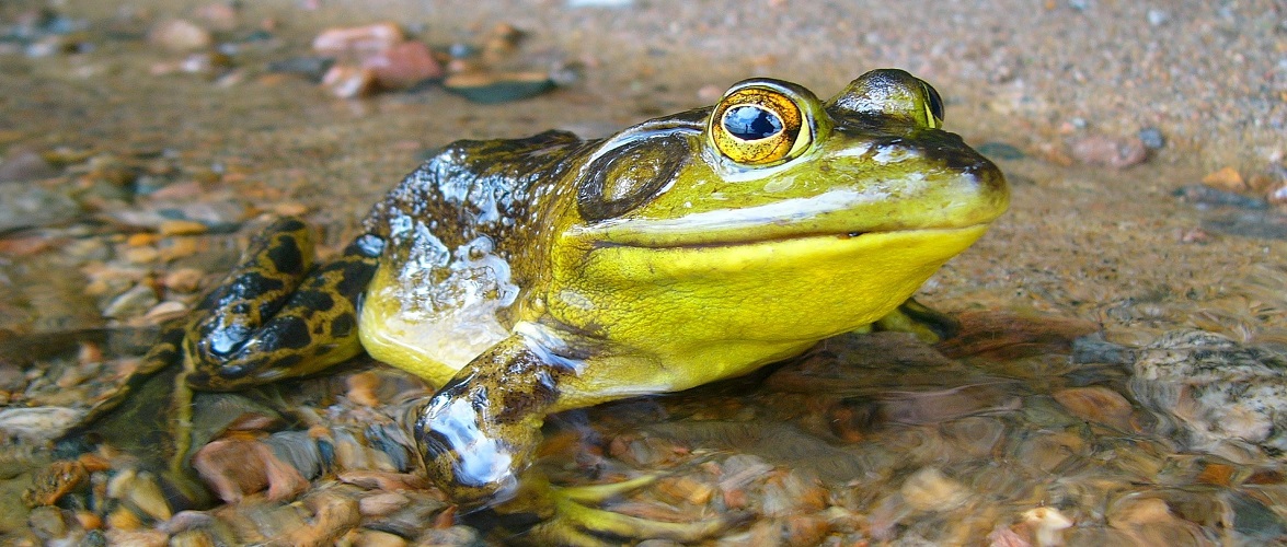 Врятувати жаб: польські лісничі встановили на дорогах спеціальні знаки і відерця