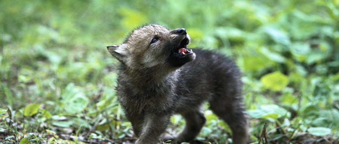 Туристи в Польщі забрали з лісу покинуте щеня, яке виявилося… вовченям [+ФОТО]