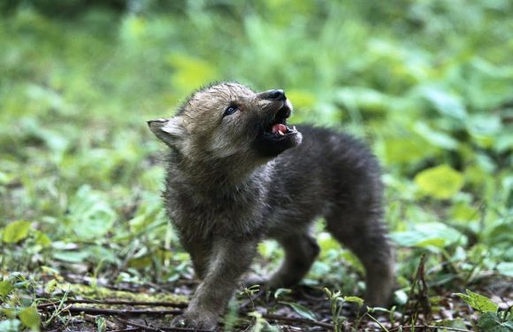 Туристи в Польщі забрали з лісу покинуте щеня, яке виявилося… вовченям [+ФОТО]