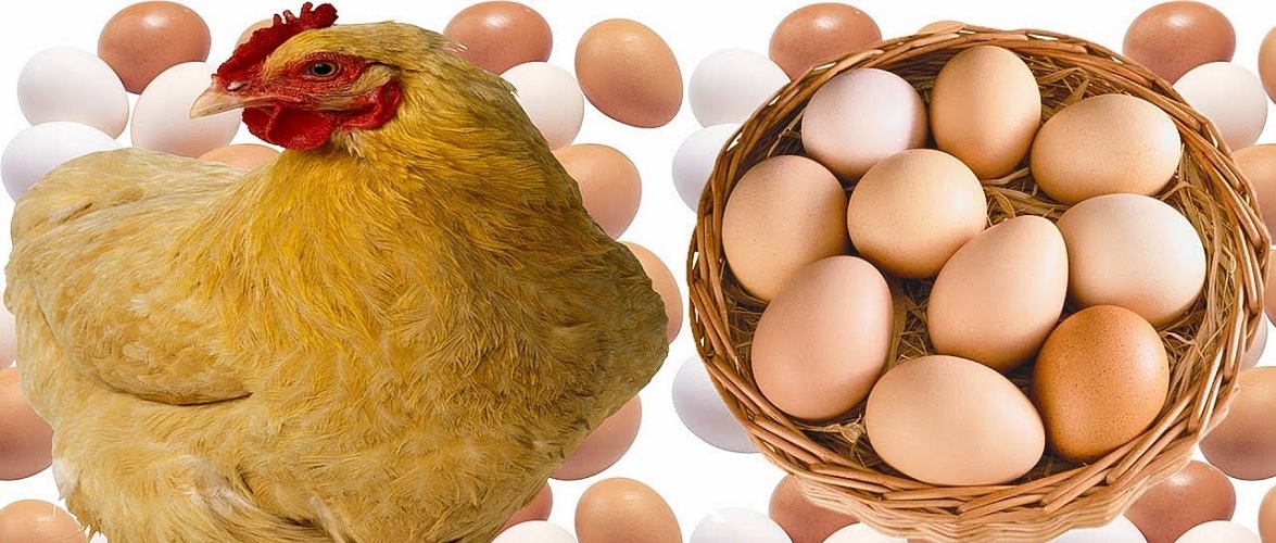 Купуєте яйця в Польщі? Обережно, можлива сальмонела