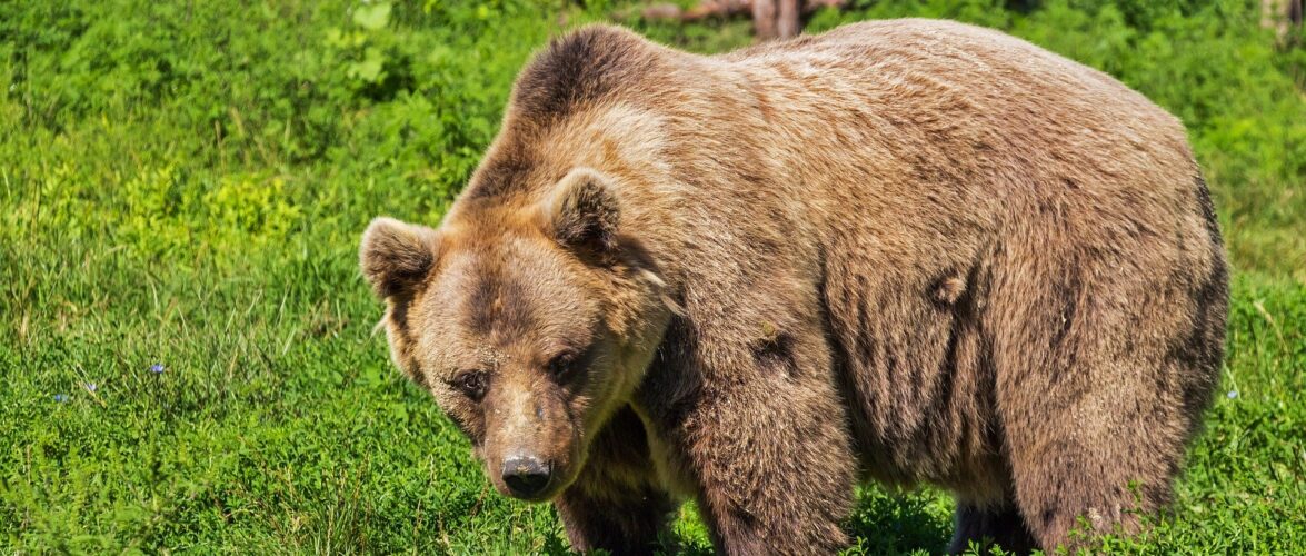 В Польщі на туриста напав ведмідь