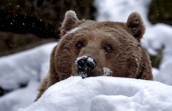 Обережно! Не всі ведмеді в Польщі впали у сплячку [+ФОТО]