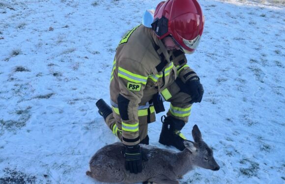 Пожежники в Польщі врятували сарну, яка примерзла до льоду, від загибелі [+ФОТО]