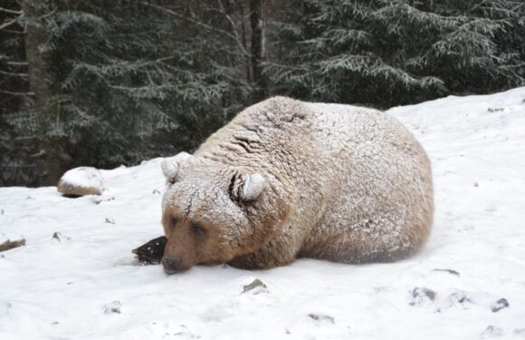 В польських Татрах тимчасово перекрили туристичний шлях, бо там спить… ведмедиця
