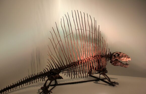 Археологи в Польщі виявили кістки динозавра