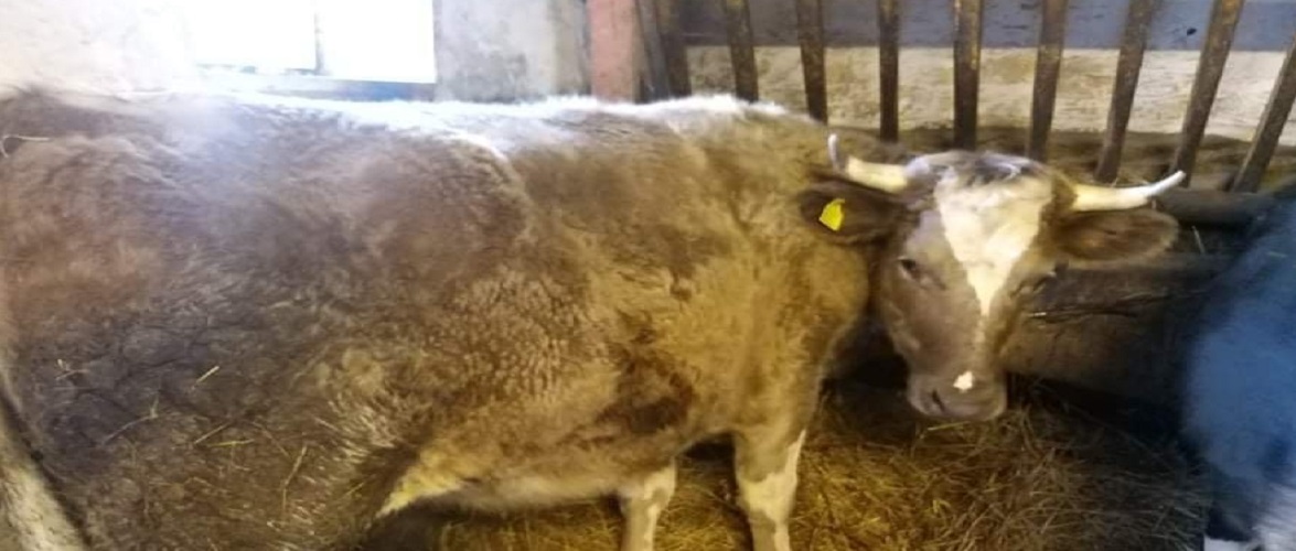 Представники ЛГБТ-спільноти в Польщі зібрали гроші для корови, яка “відчуває себе биком”