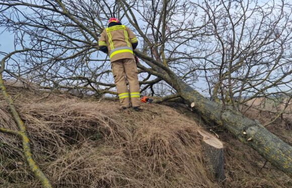 У Польщі на чоловіка впало дерево – він не вижив
