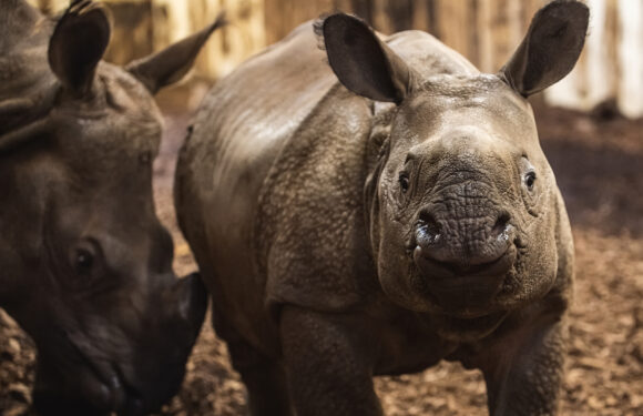 Вроцлавський зоопарк допомагає вимираючим видам тварин, долучись і ти! [+ФОТО]