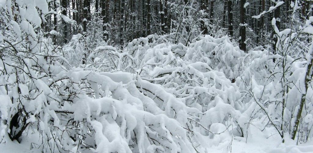 З понеділка в Польщі очікують на «м’яку зиму»