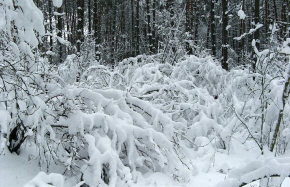 З понеділка в Польщі очікують на «м’яку зиму»