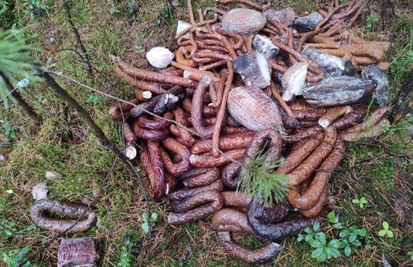 Дивна знахідка: в лісі у Польщі хтось викинув кілограми м’яса