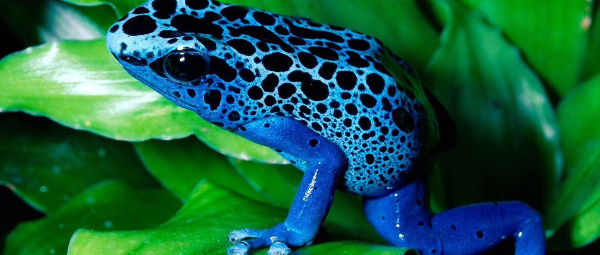 У дендропарку в Польщі можна побачити унікальних блакитних жаб