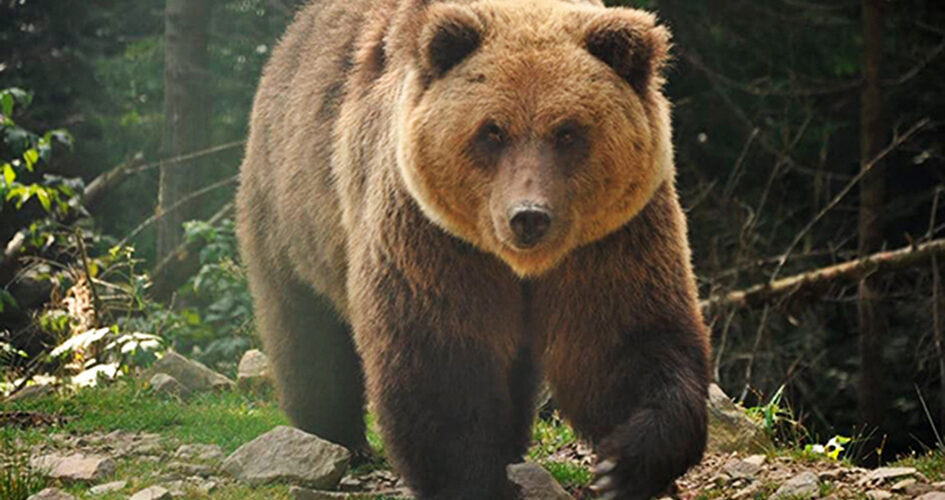 Обережно: у Польщі ведмеді з’являються біля осель