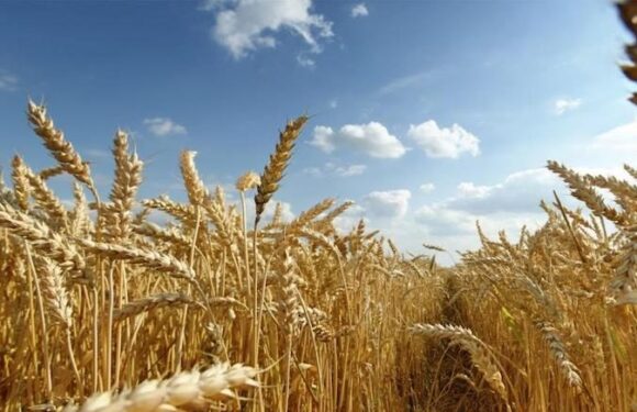 Польща допоможе Україні з експортом зерна