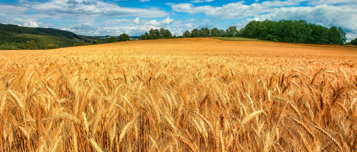 Україна експортуватиме зерно через Польщу