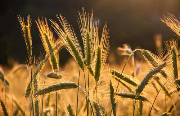 Польща виділить кошти на експорт українського зерна 