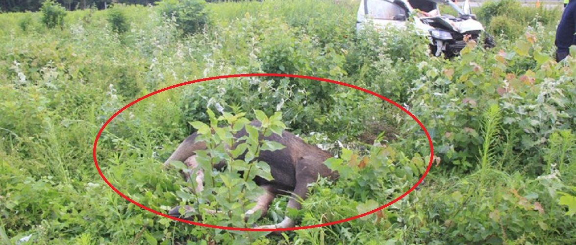 В Польщі лось вискочив на дорогу просто під авто: загинув чоловік