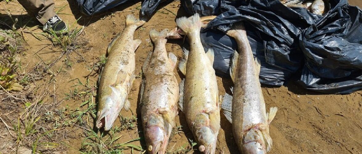 Лише з однієї ділянки Одри вже виловили 15 тонн мертвої риби