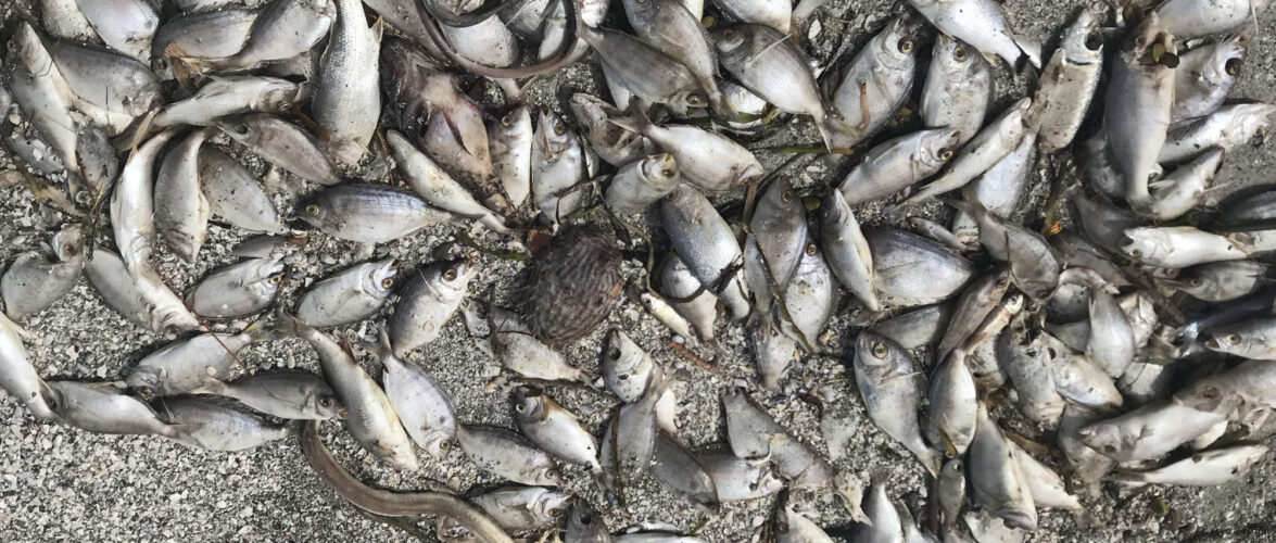 У Польщі масово гине риба в річці Одра: на країну чекає екологічна катастрофа?