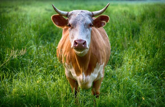 Смерть на полі: в Польщі розлючений бик напав на фермера