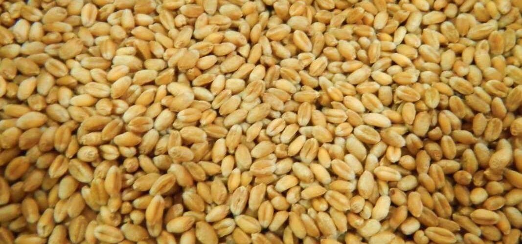У Польщі чоловік за ніч вкрав 8 тонн пшениці…відром