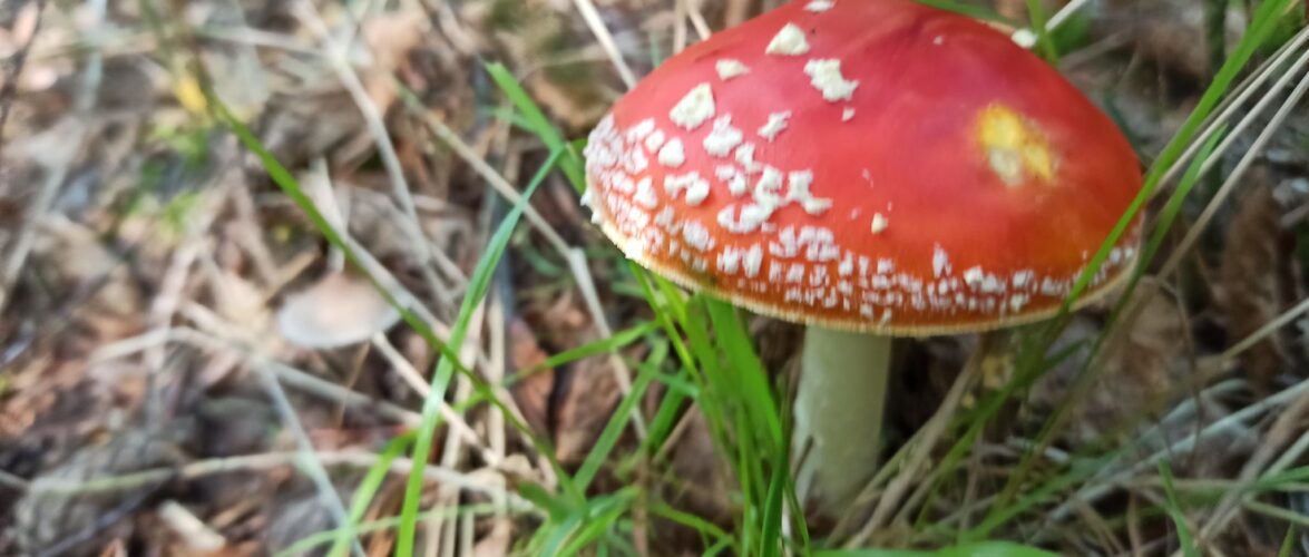 В Польщі грибник отруїв грибами сусідів: 4-ро осіб померли