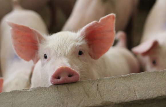 У Польщі перекинулася вантажівка, яка перевозила 160 свиней