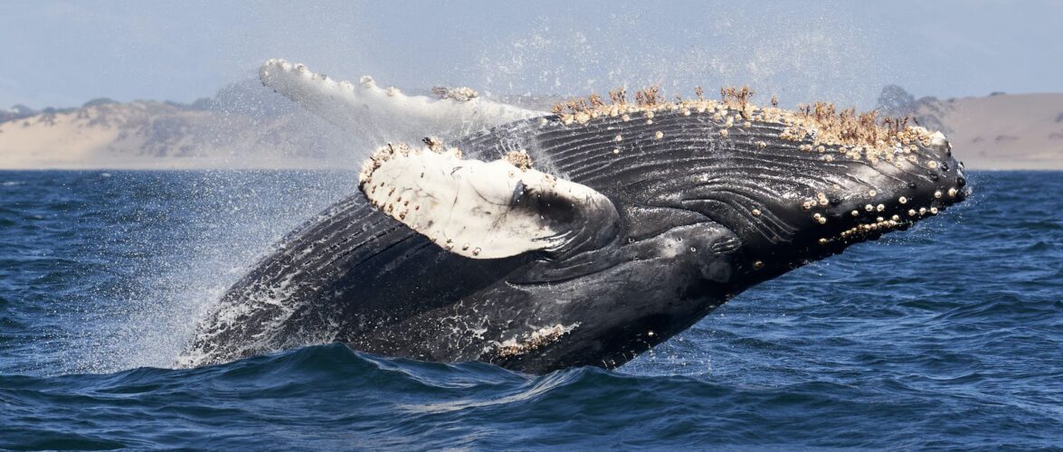 У Балтійському морі, за 70 км від Гданської затоки, виявили кита