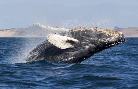 У Балтійському морі, за 70 км від Гданської затоки, виявили кита